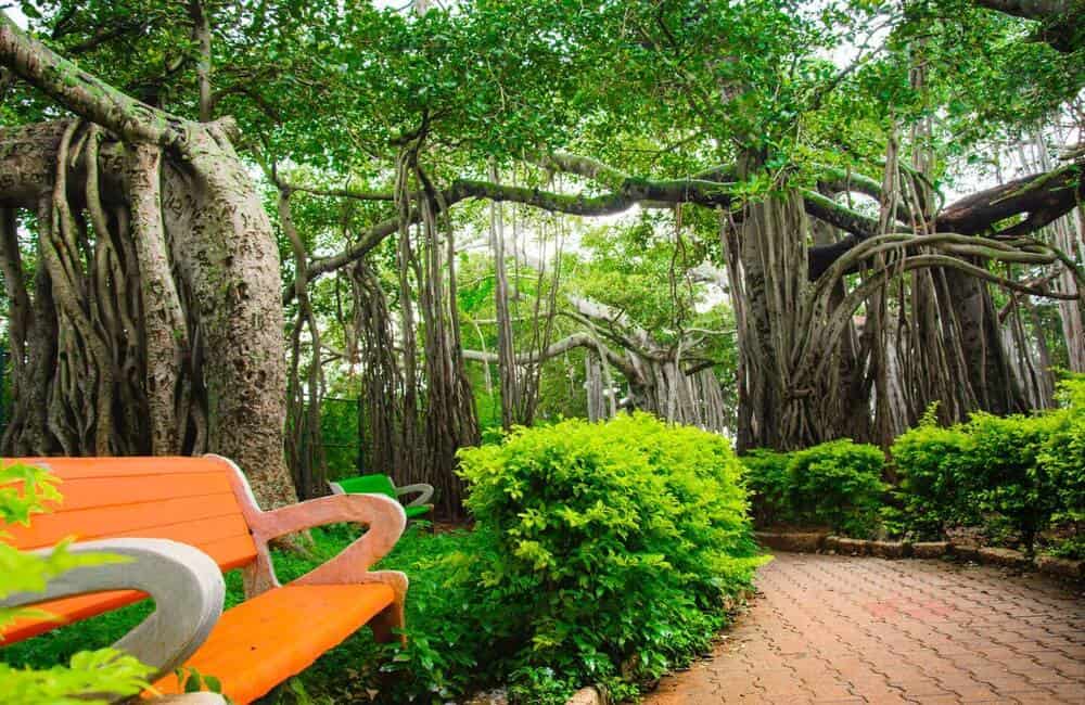 Dodda Aalada Mara (Big Banyan Tree)