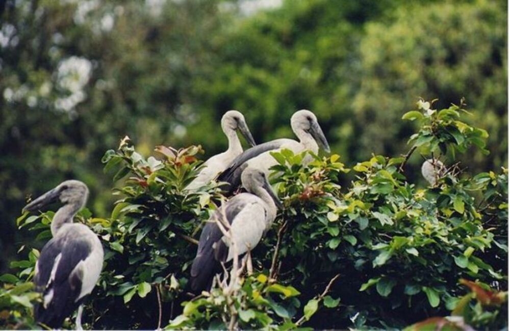 Pakshipathalam Bird Sanctuary