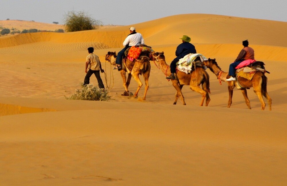 Camel Safari