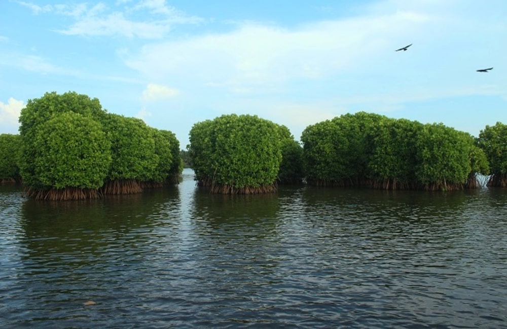 Kavvayi Backwaters