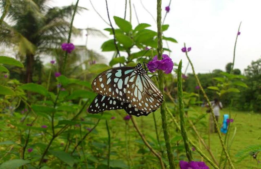 Ovalekar Wadi Butterfly Garden