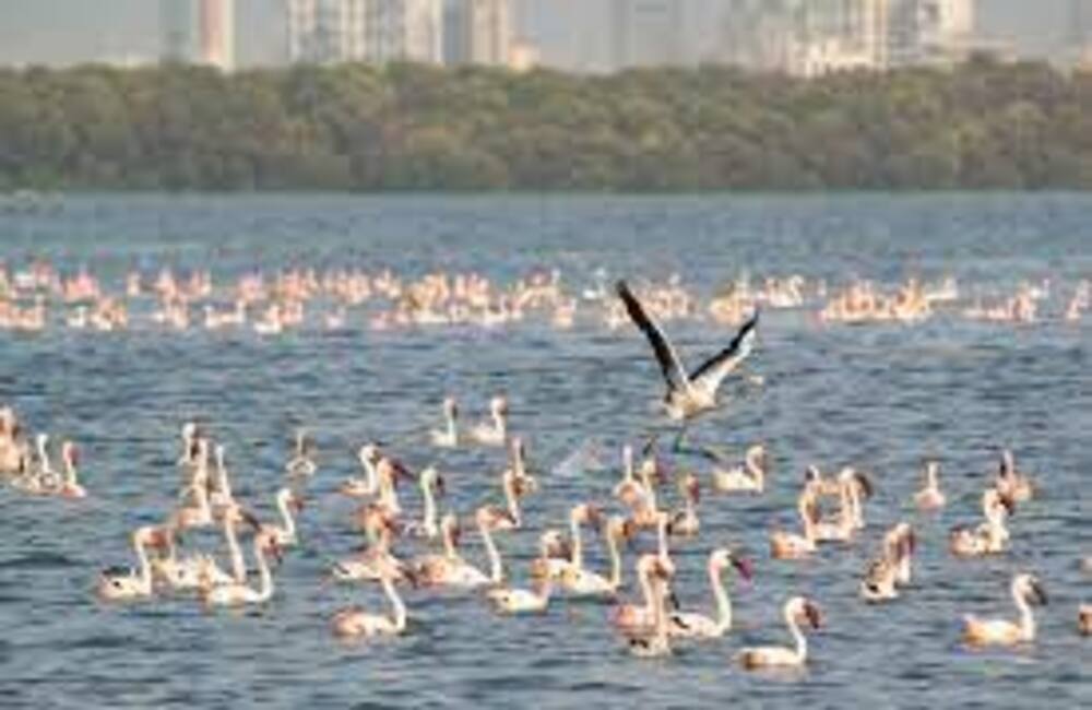 Thane Creek Flamingo Sanctuary