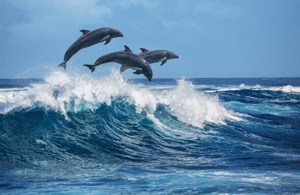 Dancing with Dolphins