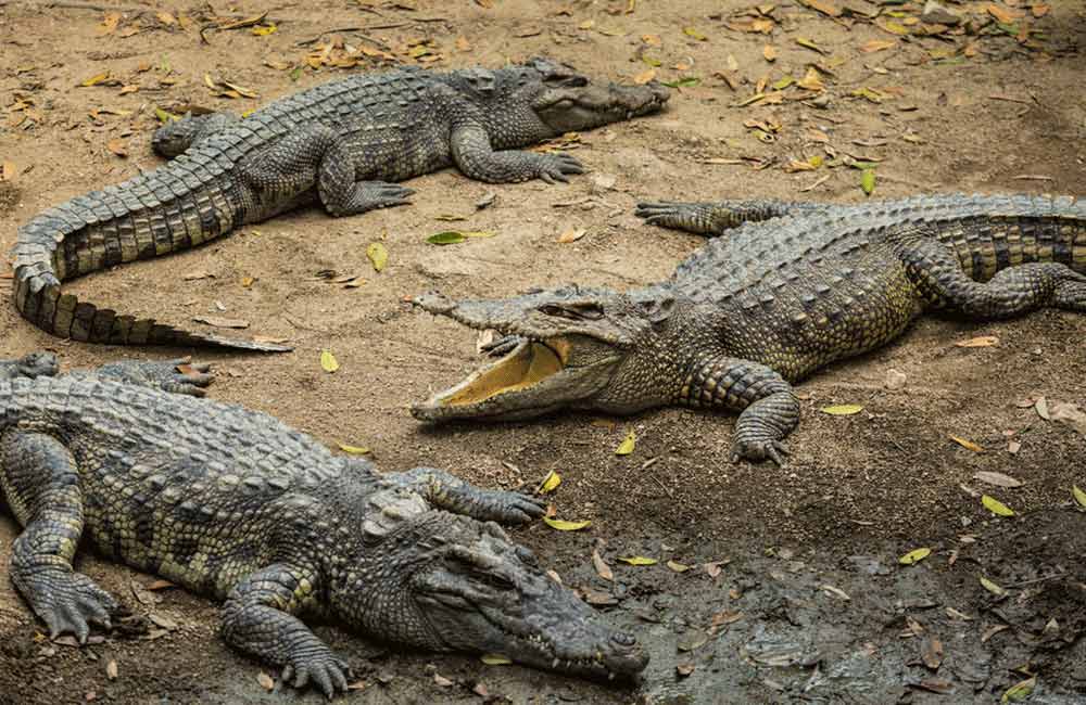 Getting up-close to Crocodiles