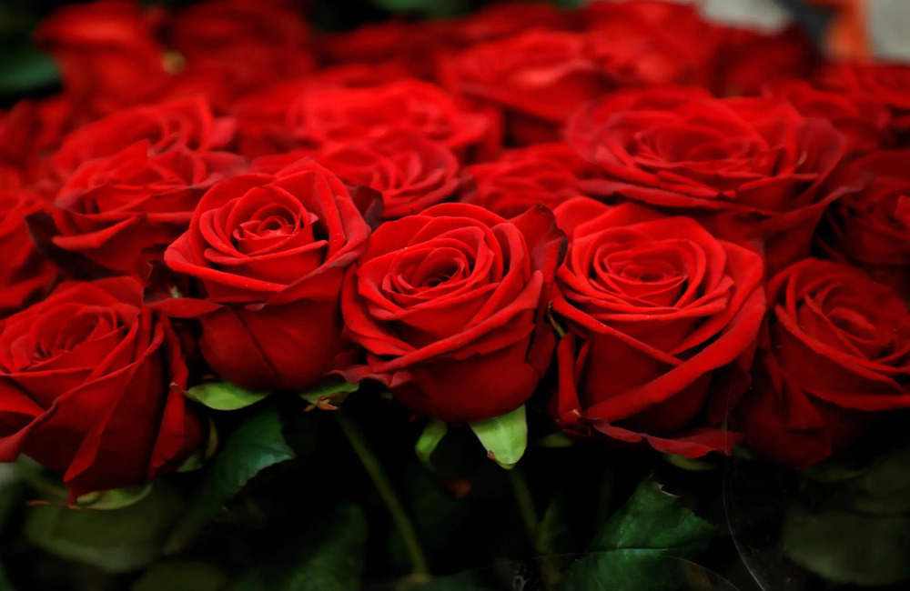 Rose Day