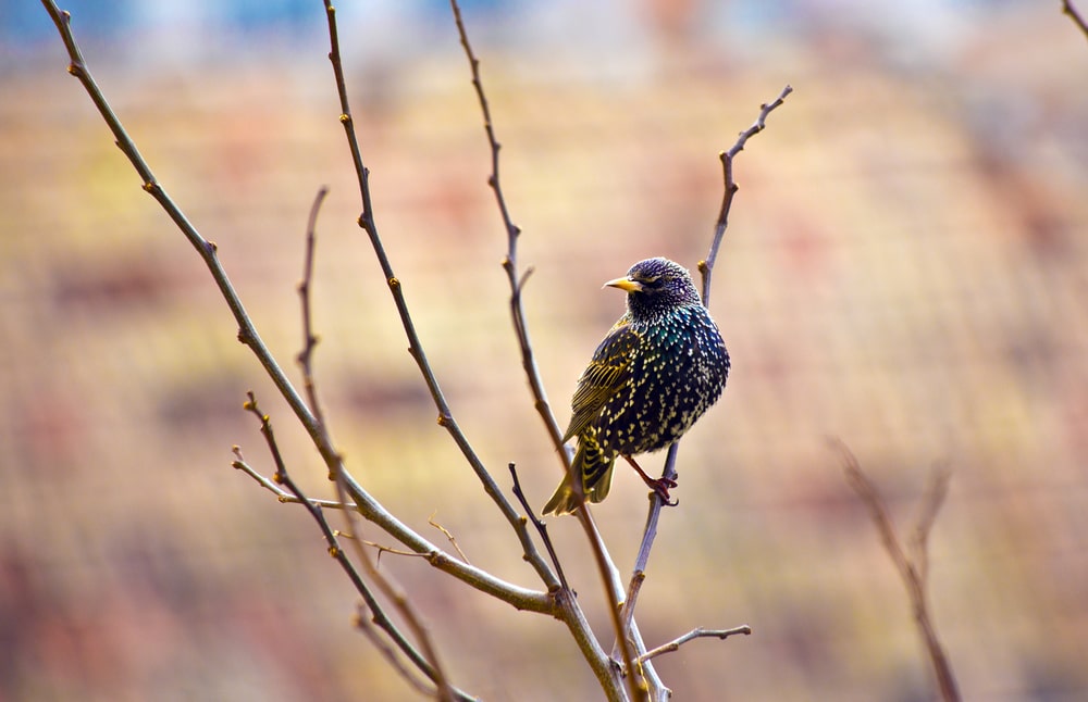 Bird watching at Tau Devi Lal Park