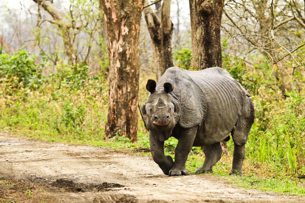 Kaziranga National Park 