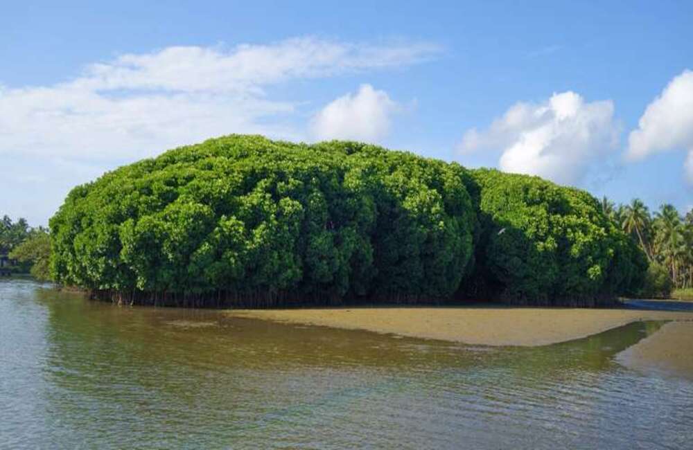 Kadalundi Bird Sanctuary