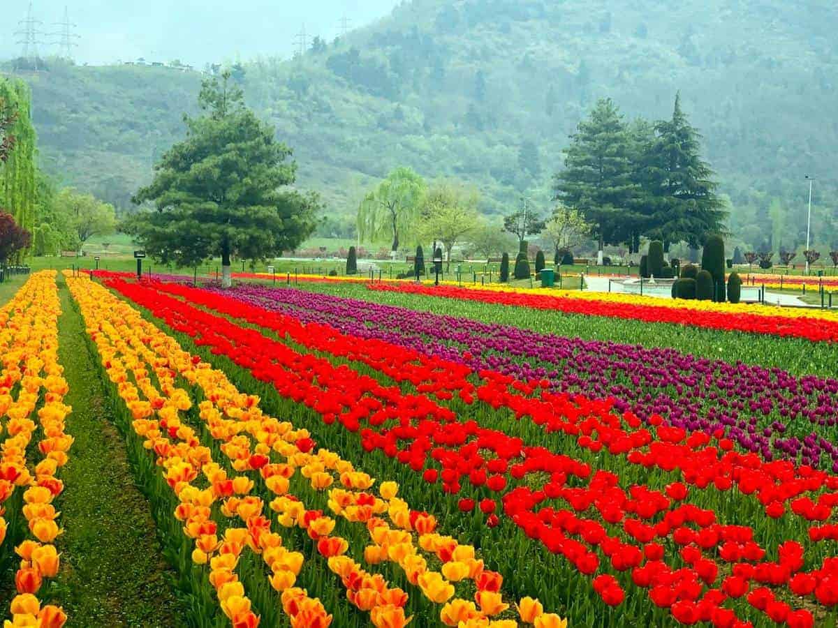 Indira Gandhi Memorial Tulip Garden