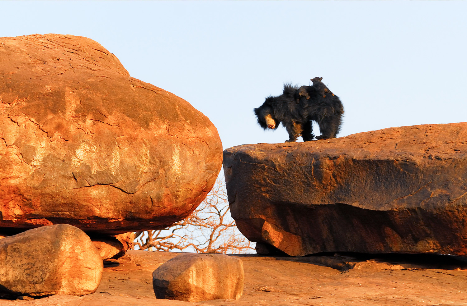 Daroji Bear Sanctuary