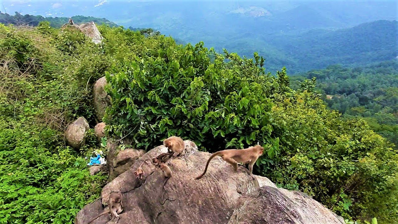 Lady's Seat Yercaud