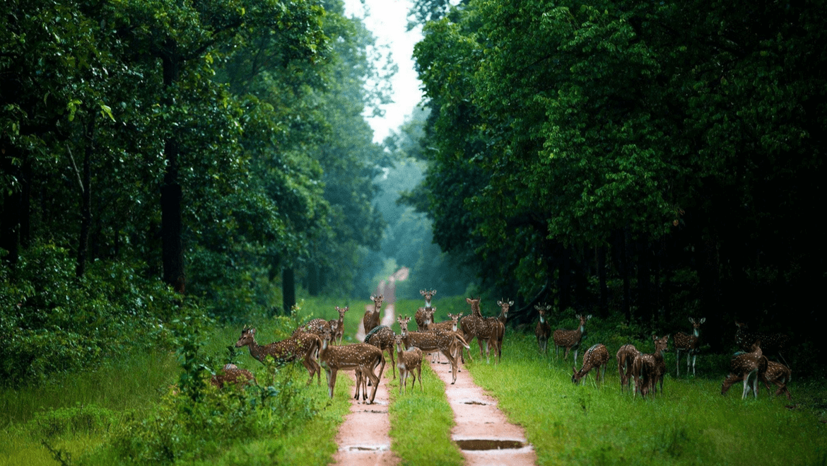 Barnawapara Wildlife Sanctuary