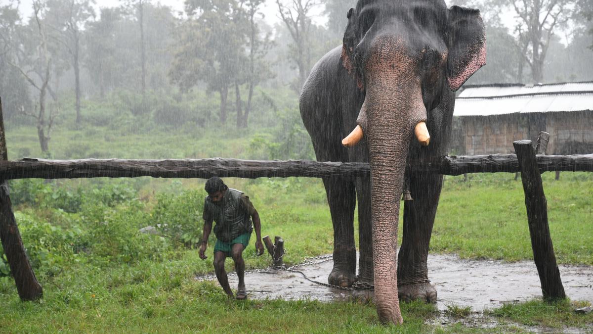 Theppakadu Elephant Camp