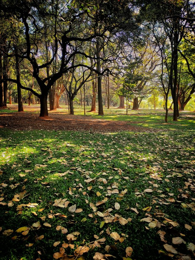 Top 8 Hotels in Bangalore to Stay in 2024 and Feel the Luxury