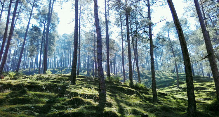 Kilbury Bird Sanctuary, Nainital