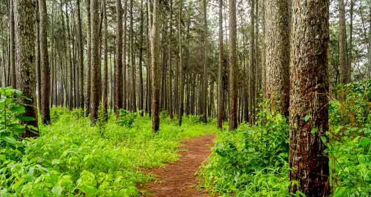 Pine Forest