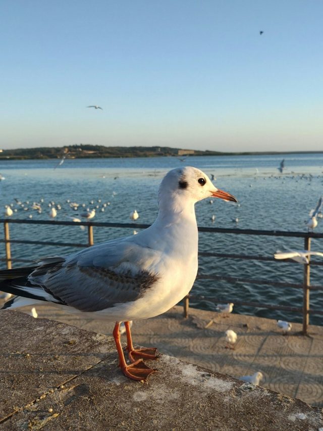 8 Best Luxury Hotels to Stay in Prayagraj in 2024